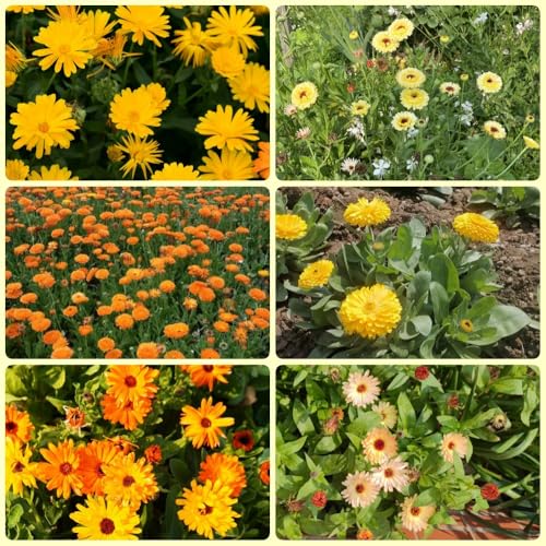 Semillas de caléndula officinalis - Las de jardín de rocas son resistentes Semillas de caléndula - regalos para jardineros 800pcs