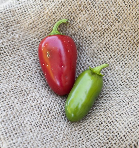 Huge Jalmundo Jalapeno Pepper Premium Seed Packet Perfect for Poppers + More