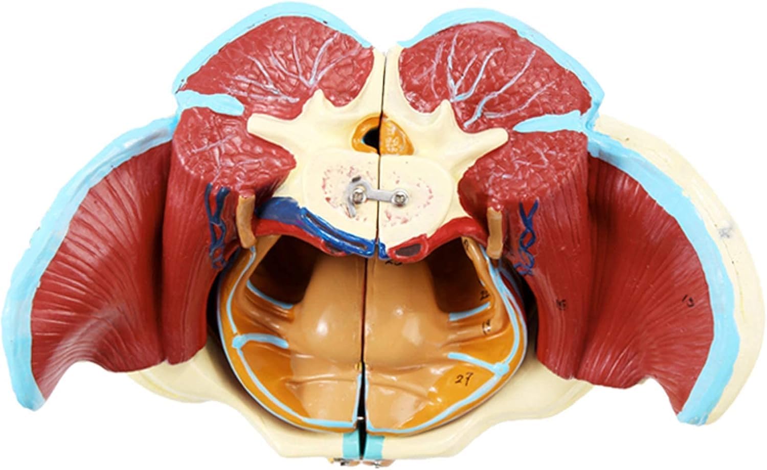 Model anatomii miednicy - model ludzkiego narządu naturalnej wielkości z wyjmowanymi organami do edukacji medycznej i treningu - szczegółowa reprezentacja naczyń nerwowo-mięśniowych