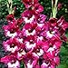 Produktbild COOTO Garden 5x Blumenzwiebeln gladiolen Mehrjährig pflanten Gartenzwiebeln Gladiole großblumige Gladiolus Jo Jo
