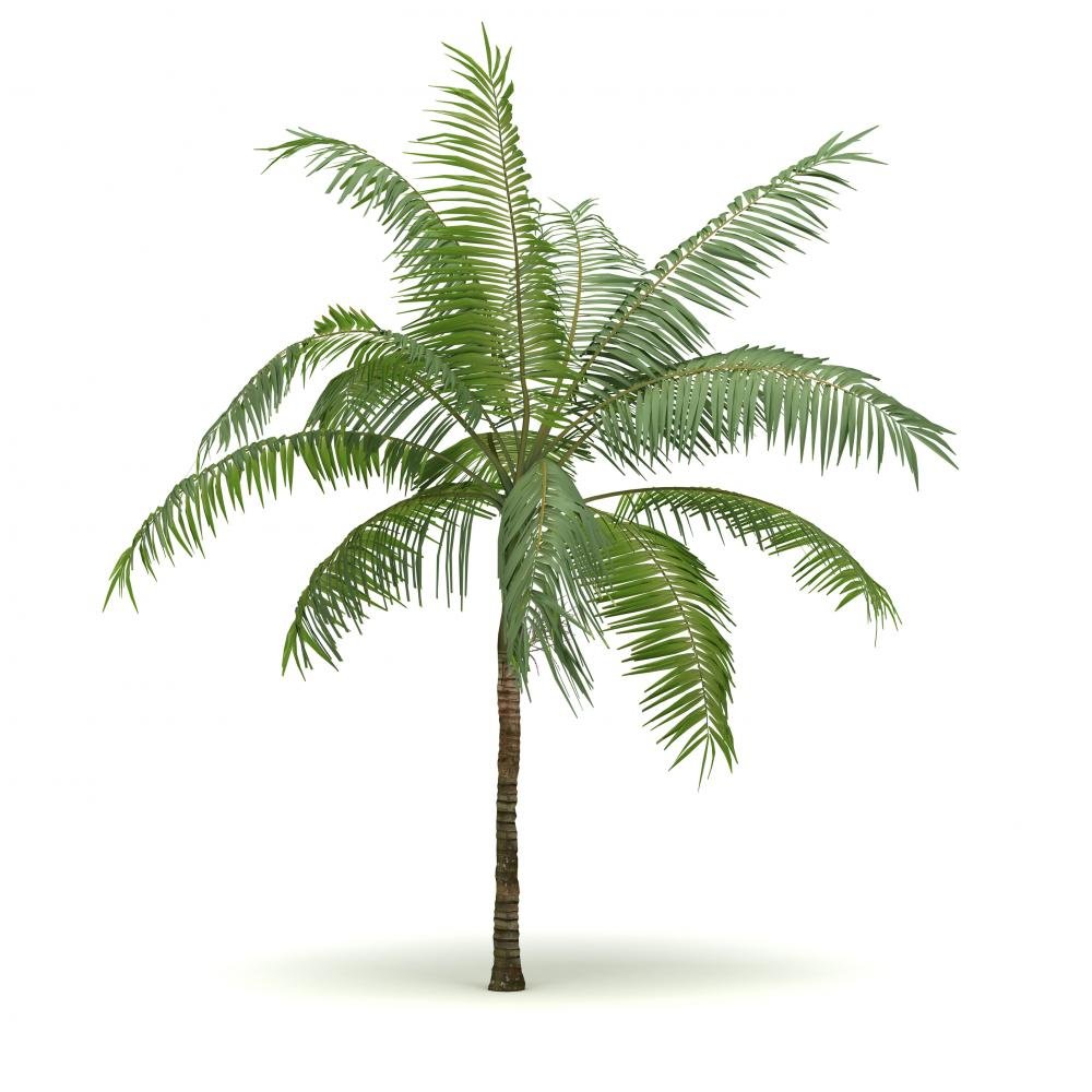 WallmonkeysSingle Palm Tree Peel and Stick Wall Decals WM105806 (36 in H x 36 in W)