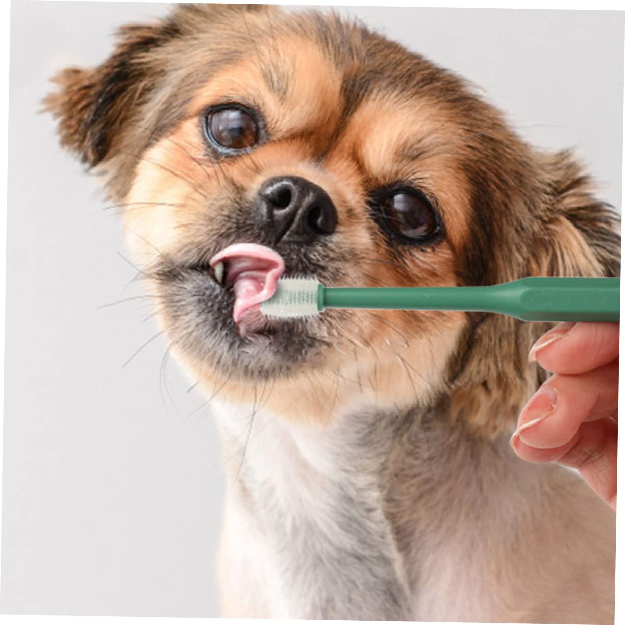 Sosoport 8pezzi Spazzolini Da Denti Per Animali Domestici Con Setole Morbide Igiene Orale Per Cani e Gatti Design Ergonomico e Pratico Per Pulizia