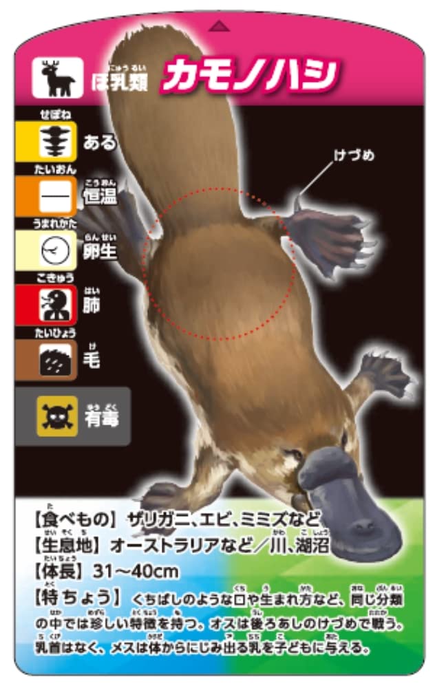 KUMON くもん 知育カード　19種セット KUMON くもん 知育カード 19種セット くもんのカード – くもん出版