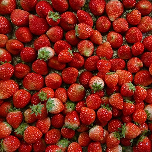 (訳あり)良食味の新しい夏秋イチゴ(秋田県産なつあかり)1kg(市販4pc分)