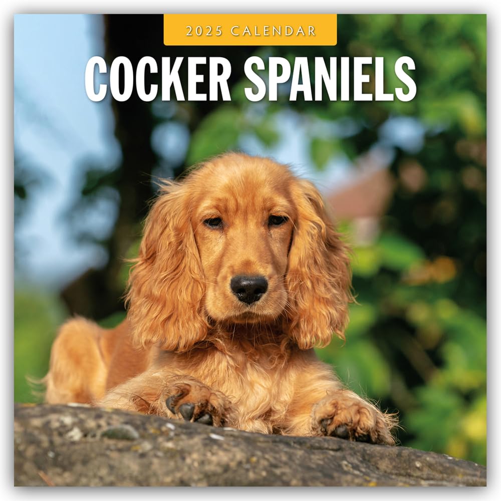 Cocker Spaniels 2025 Square Wall Calendar