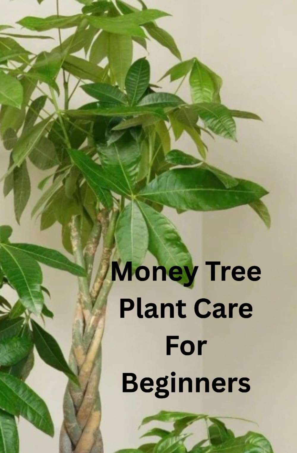 Money Tree Plant Care For Beginners: A Step-by-Step Guide to Growing, Caring for, and Maintaining a Healthy Money Tree. Everything You Need to Know to Grow a Thriving Money Tree at Home