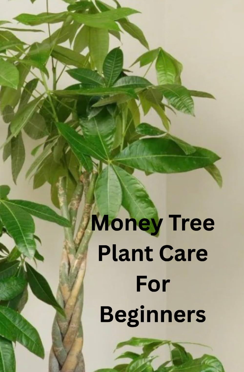 Money Tree Plant Care For Beginners: A Step-by-Step Guide to Growing, Caring for, and Maintaining a Healthy Money Tree. Everything You Need to Know to Grow a Thriving Money Tree at Home