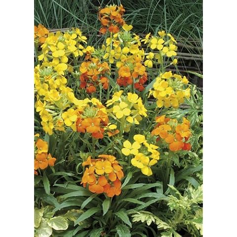 Just Seed Erysimum Citronia Flower Seeds Cover