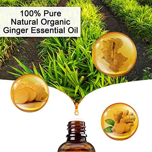 Ginger Massage Oil, 100% Pure Natural Ginger Essential Oil for SPA Massage, Body Relaxation and Lymphatic Drainage (1 Pack)