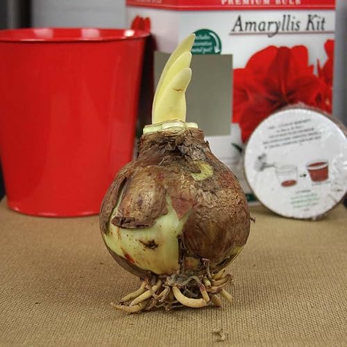Premium Red Lion Amaryllis Kit – Indoor Flower Bulb – Includes Red Metal Pot, Growing Medium & Instructions – Easy to Grow Winter Bloom Gift Box Kit – Guaranteed to Bloom
