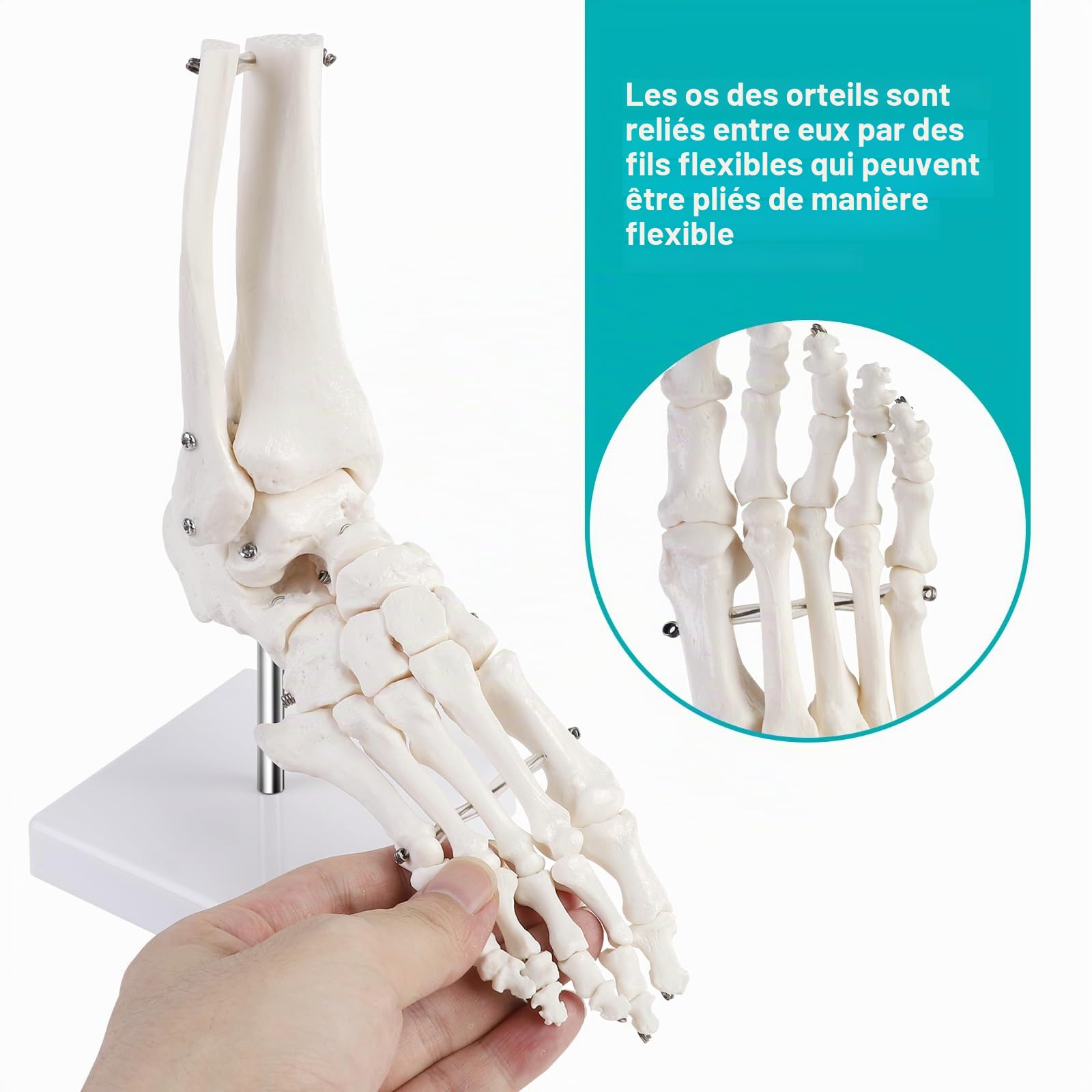 ERWEY Modèle de cheville humain grandeur nature avec trépied, modèle squelette du pied droit, modèle d'anatomie médicale