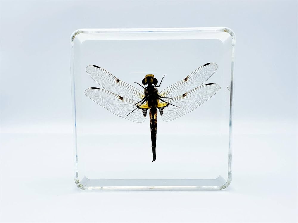 Amazon.co.jp: レジン昆虫 昆虫標本(蝶、トンボ、クリケット