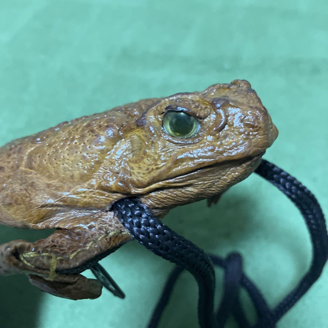 Amazon.co.jp: Frog Genuine Leather Pouch, Okinawa Candid Souvenir