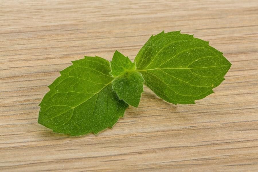 Willvine Peppermint- Herb-(Organic)-GBPUT-22F-picture-29