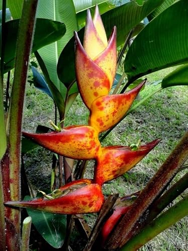 Heliconia Champneiana Seeds 10 Splash Seeds