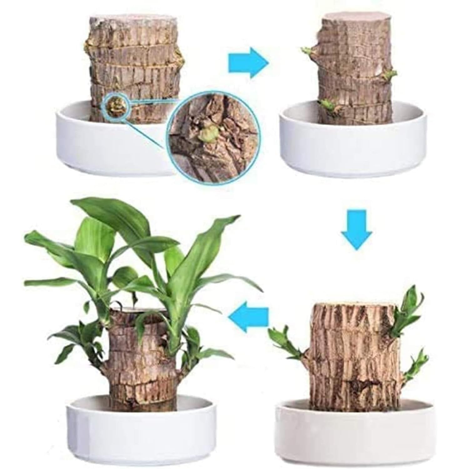 Mini madera de la suerte de Brasil, madera de bambú de la suerte con brotes mágicos, plantas de bambú de la suerte de interior para purificar el aire interior (1 pcs)