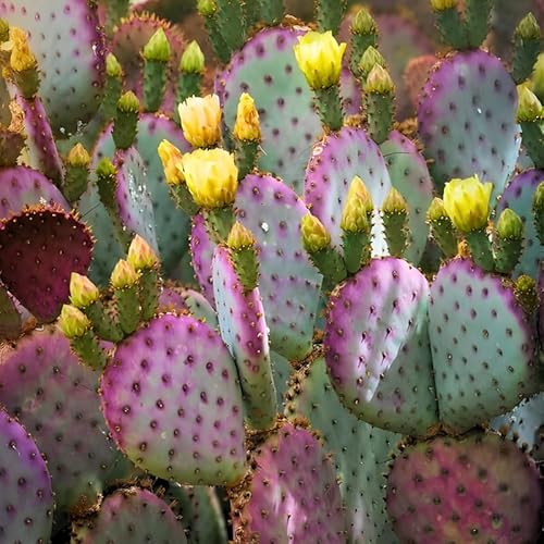 Purple Prickly Pear Cactus Plant in 3 Inch Potted| Live
