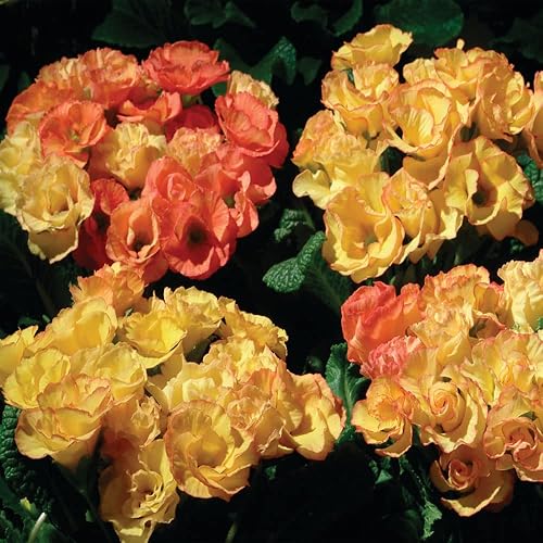 Miniatura 7 de Outsidepride 10 semillas anuales Primula común Primrose Primlet Yellow Sunrise Flower Seeds para plantar