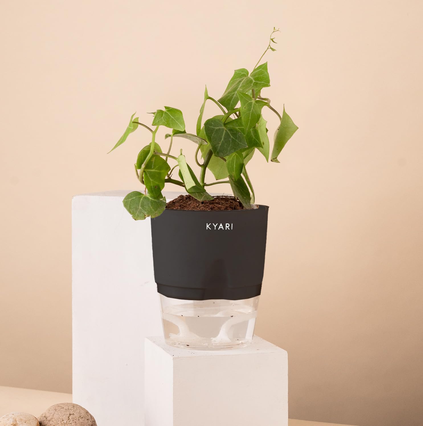 See full amazon price history chart for KYARI English Ivy Indoor Plants for Living Room | Live Plants | Plants with Black Self Watering Pot for Home | Air purifier plants | Plants for Home Decor | Plants for Garden & bedroom KYARI English Ivy Indoor Plants for Living Room | Live Plants | Plants with Black Self Watering Pot for Home | Air purifier plants | Plants for Home Decor | Plants for Garden & bedroom (B0CHS2WSHV) Amazon Price History, Amazon Price Tracker