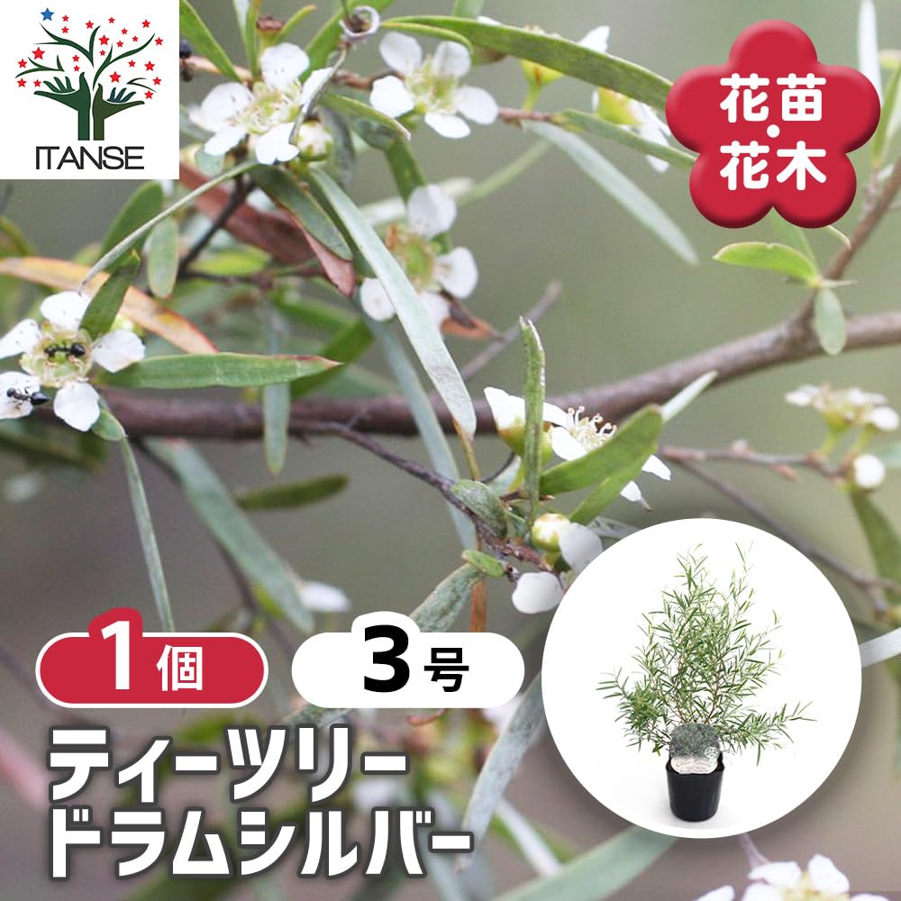 Amazon.co.jp: ITANSE ティーツリー ドラムシルバー 3号 1個売り