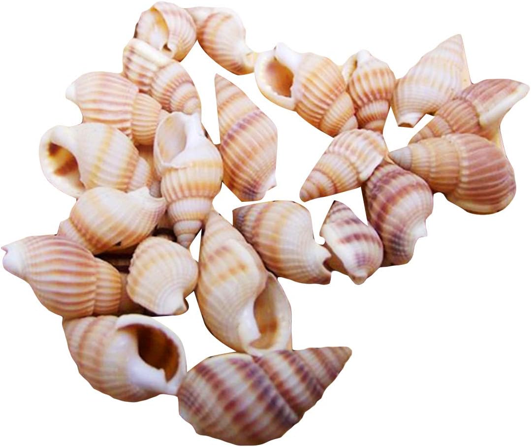 Queen.Y 100pcs Conches Sea Shells Mixed Ocean Beach Seashells, Various Sizes Natural Seashells for Fish Tank, Home Decorations, Beach Theme Party, Candle Making, Wedding Decor