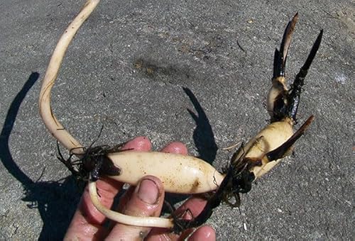 Rizoma di Fiore di Loto – Pianta Acquatica per Laghetti e Stagni – Facile da Coltivare