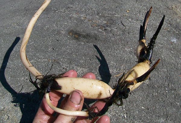 Rizoma Di Fiore Di Loto Nelumbo 'Ben Gibson' - Pianta Acquatica Per Laghetti | Fiori Rosa E Cuore Dorato - Foto 7