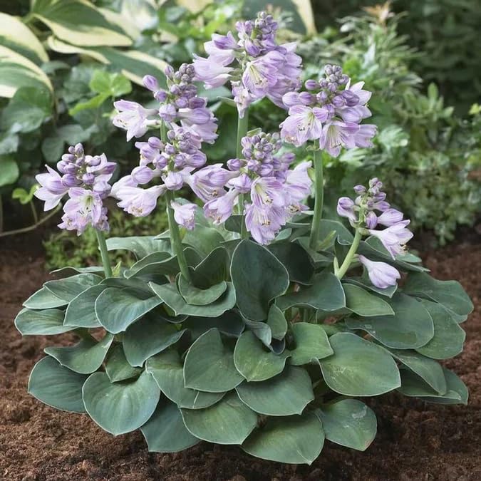 Votaniki Hosta Blue Mouse Ears Rhizomes — Compact Perennial with Heart-Shaped Blue-Green Leaves and Fragrant Flowers | Easy-to-Grow Hosta, Ideal