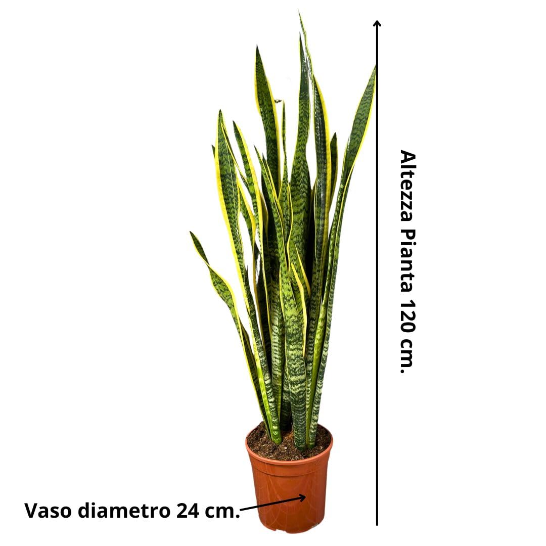 Sansevieria o Sanseveria: Coltivazione, Cura e Informazioni