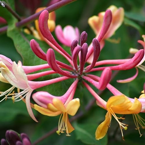 Plant Theory 60cm Honeysuckle Cane Lonicera × heckrottii Gold Flame Burgundy Flowering Vine Climbing Plant 3L Pot