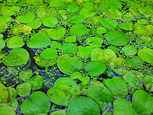 Amazon Frogbits Limnobium Laevigatum Live Aquarium Aquatic Floating Plant