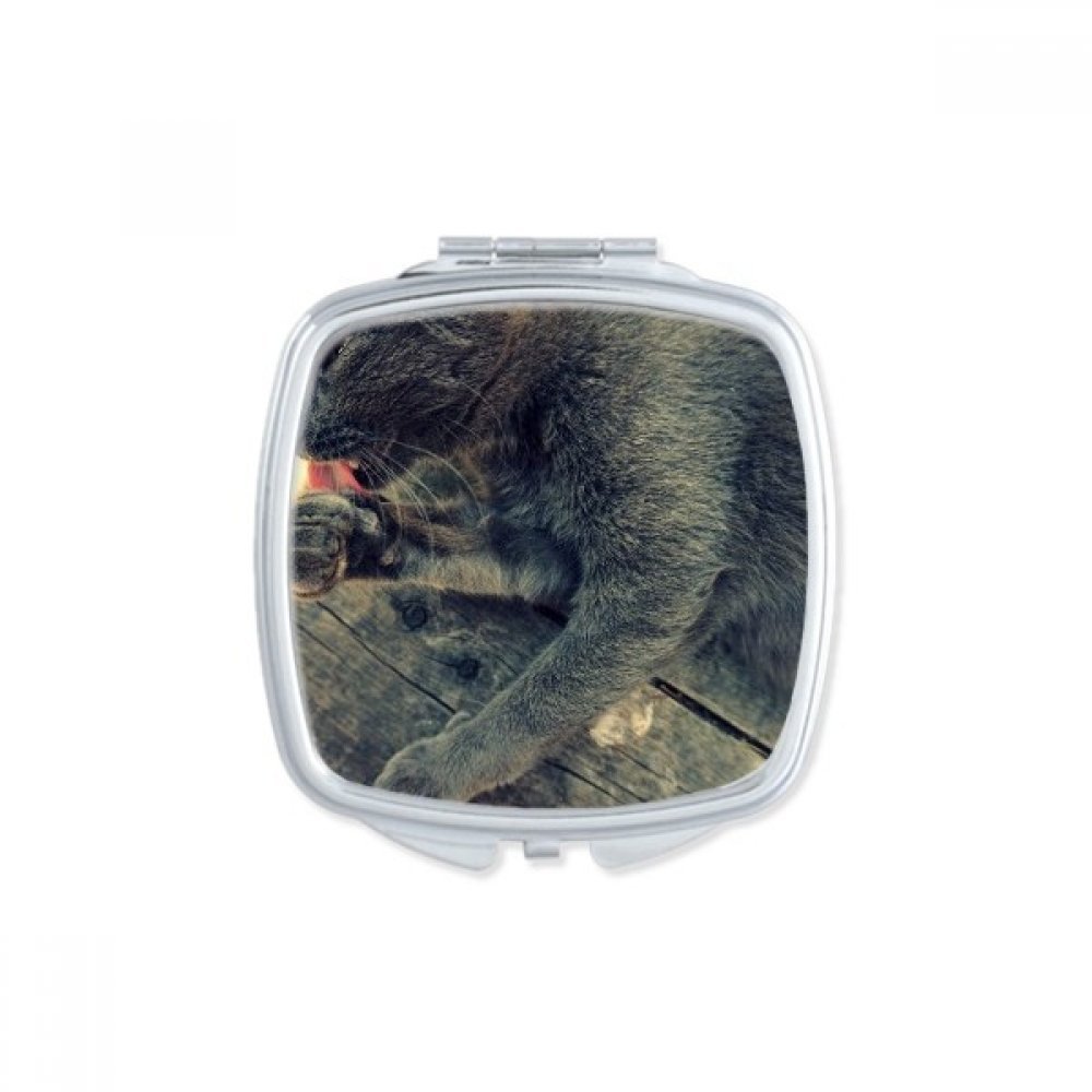 Miroir chat gris mignon carré et pliable à glisser dans votre sac à main de rechange