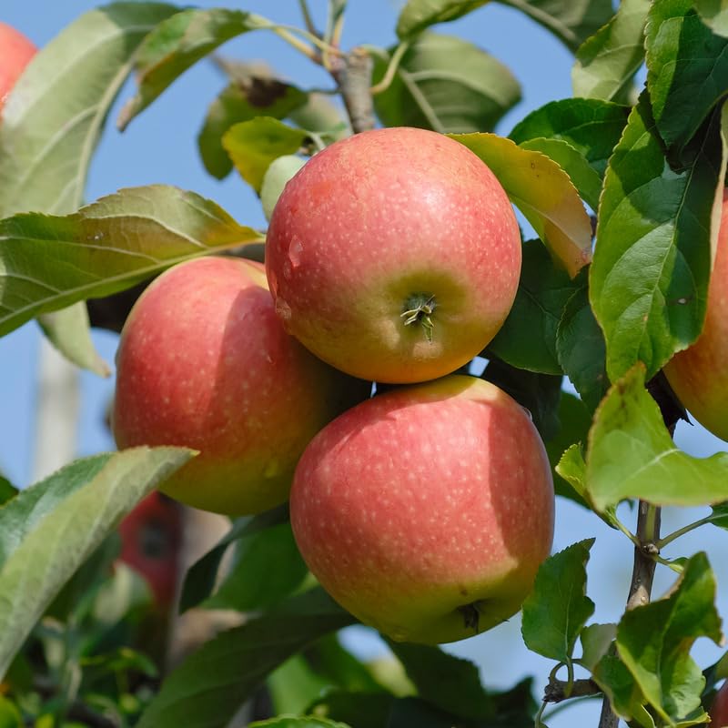 Pinova, Winterapfel, Buschbaum (kleinbleibend), 120-140cm, im Topf