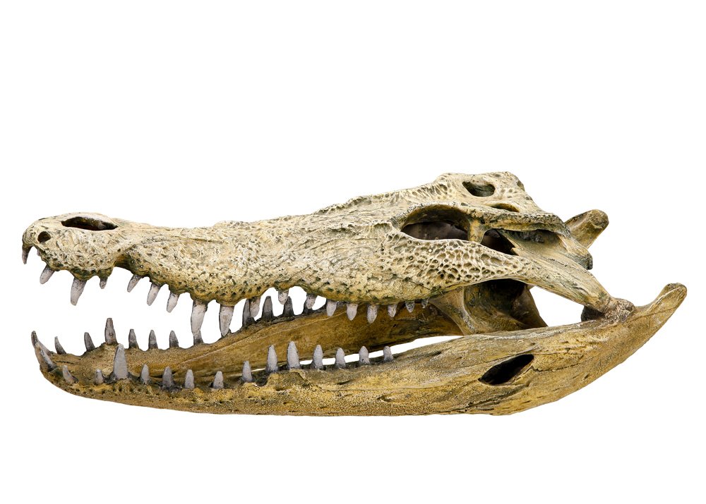 Nobby Crocodile Skull Aquarium Ornaments, 47.5 x 20.5 x 16 cm