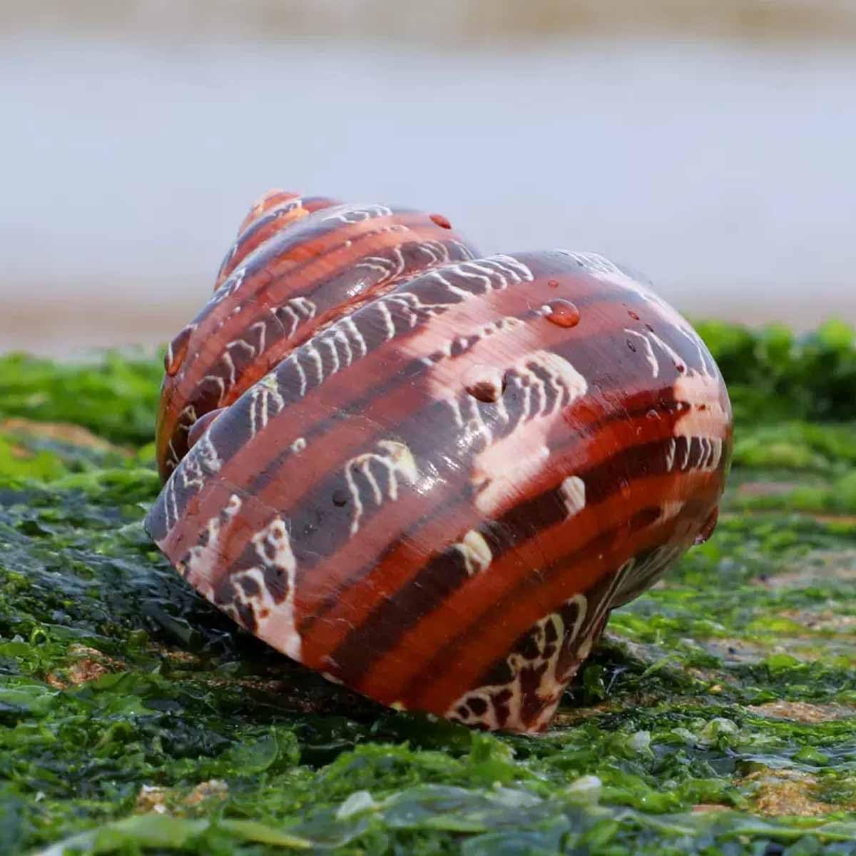 Muszla, 5-7 cm na dekoracje ślubne Impreza tematyczna plaży(5~6cm)
