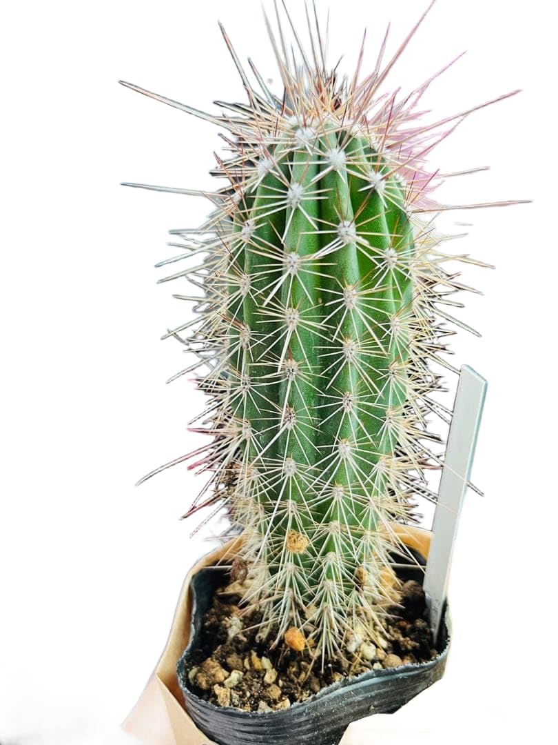 Amazon｜武倫柱 ブリンチュウ 柱サボテン 15㎝ 抜き苗 観葉植物｜観葉