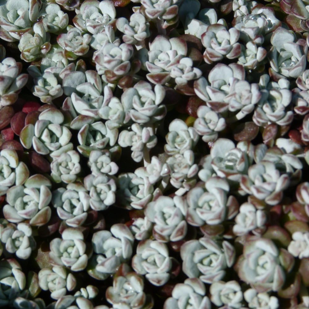 Sedum spathulifolium 'Cape Blanco' Hardy Groundcover Evergreen Succulent 1X 1 Litre Pot by Thompson and Morgan