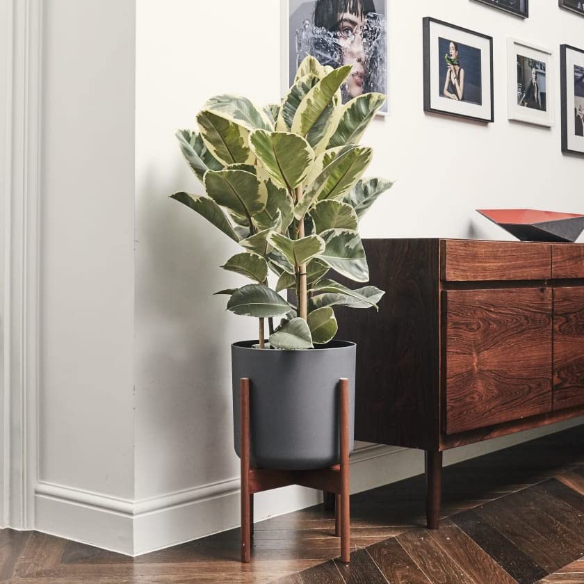 go4plants Rubber Natural Live Indoor Plant with pot (B0BG3JMZVP) Amazon Price History, Amazon Price Tracker