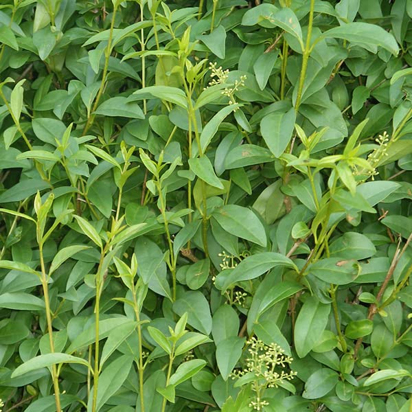 tibouchina urvilleana plant Tibouchina urvilleana main image 0