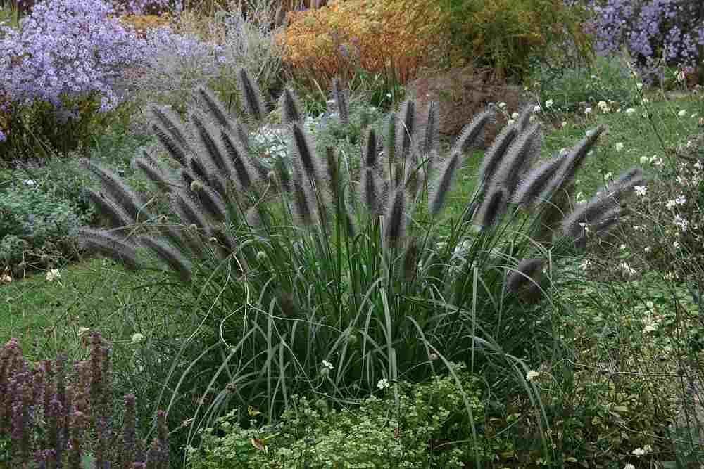 Stauden Gänge 10 x Pennisetum alopecuroides var. viridescens winterhart | Mittelhohes Ziergras für Sonne, Blüte August bis Oktober, mehrjährig, 1 L Topf (11x11 cm)