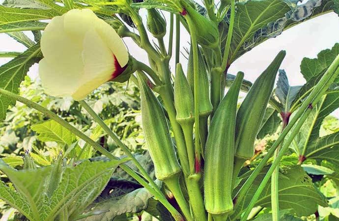 Image of Desi /Native /Non-GMO Bhindi /Okra seeds for home garden | 80 Seeds | Best in Germination | Free Growing Instruction Manual (Pack of 2)