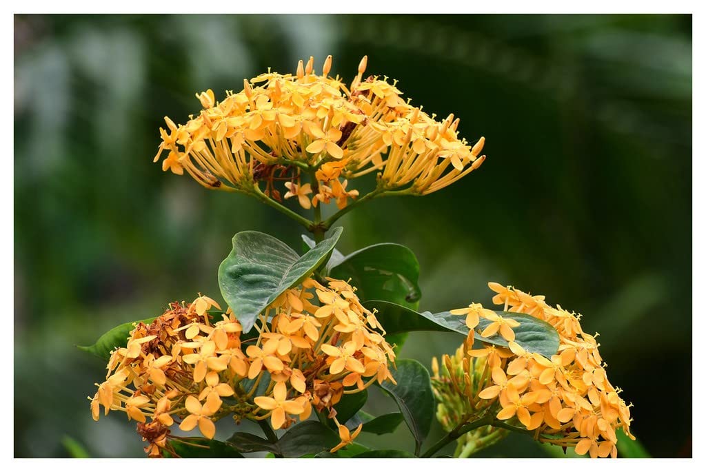 Creative Farmer Yellow Ixora (Ixora Coccinea) Container Flowering Herb Live Plant (Healthy Live Plant) (B09SD5RTSN) Amazon Price History, Amazon Price Tracker