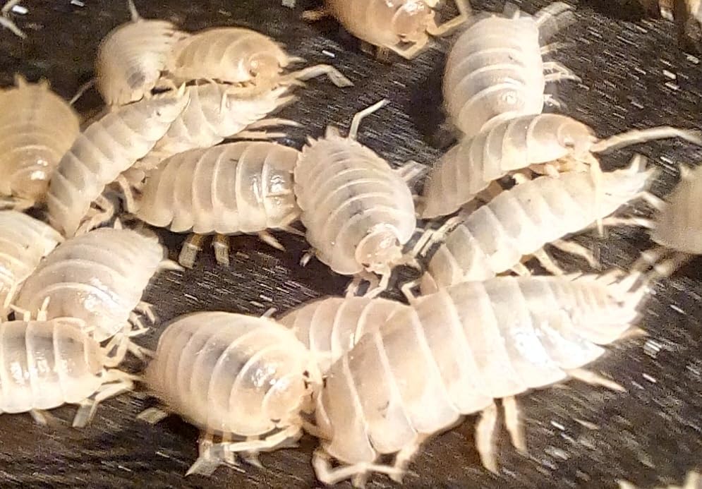 Live Porcellio L. Snow White – Snow White Woodlice for Bioactive Terrariums or Clean-Up Crews (15)