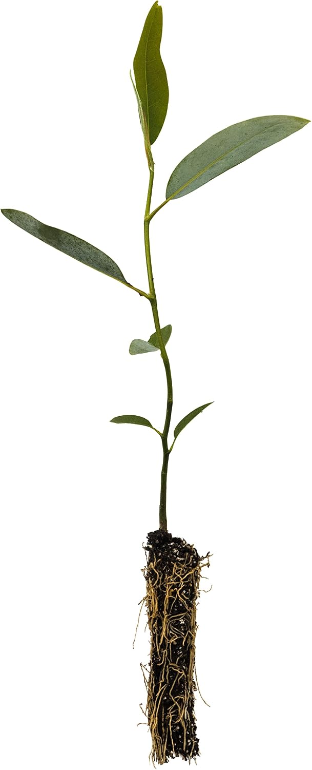 Sweetbay Magnolia | Small Tree Seedling | The Jonsteen Company