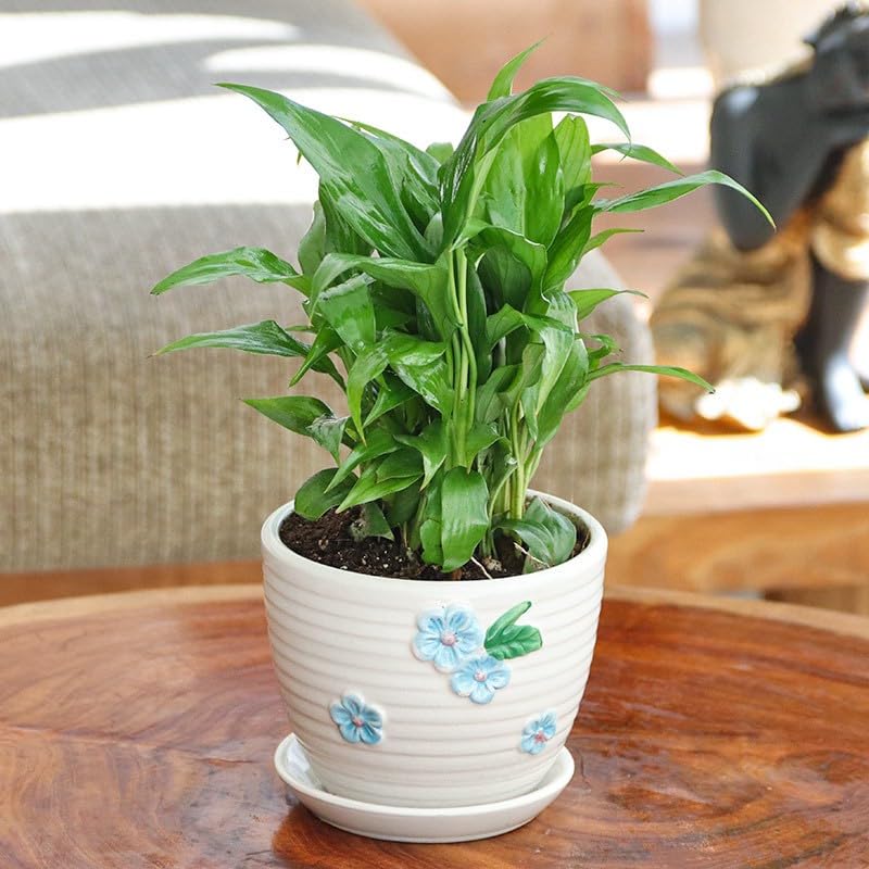 See full amazon price history chart for FasanGreen Herb Peace Lily Plant for Indoor with Pot (Multicolor, 152mm) (6471) FasanGreen Herb Peace Lily Plant for Indoor with Pot (Multicolor, 152mm) (6471) (B0CHFG5M53) Amazon Price History, Amazon Price Tracker