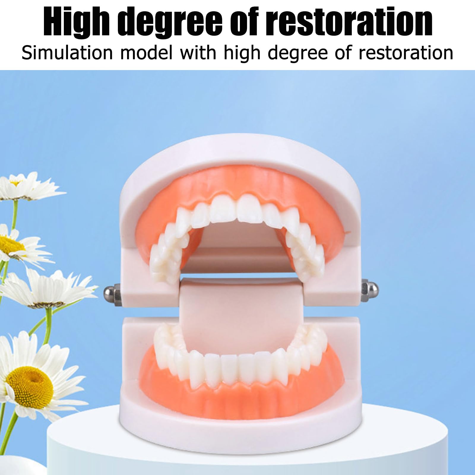 Modelo Dental de Demostración Estándar PVC para Adultos Niños Enseñanza Dental 2Pcs