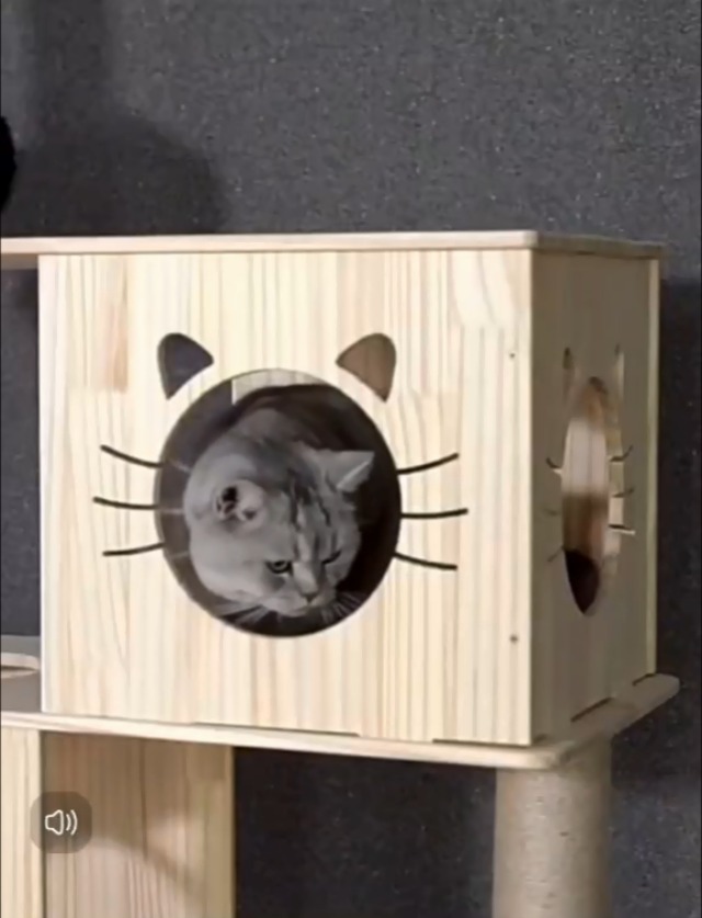 Amazon | キャットタワー 木製 猫タワー 木製 突っ張り 大型猫用 多頭