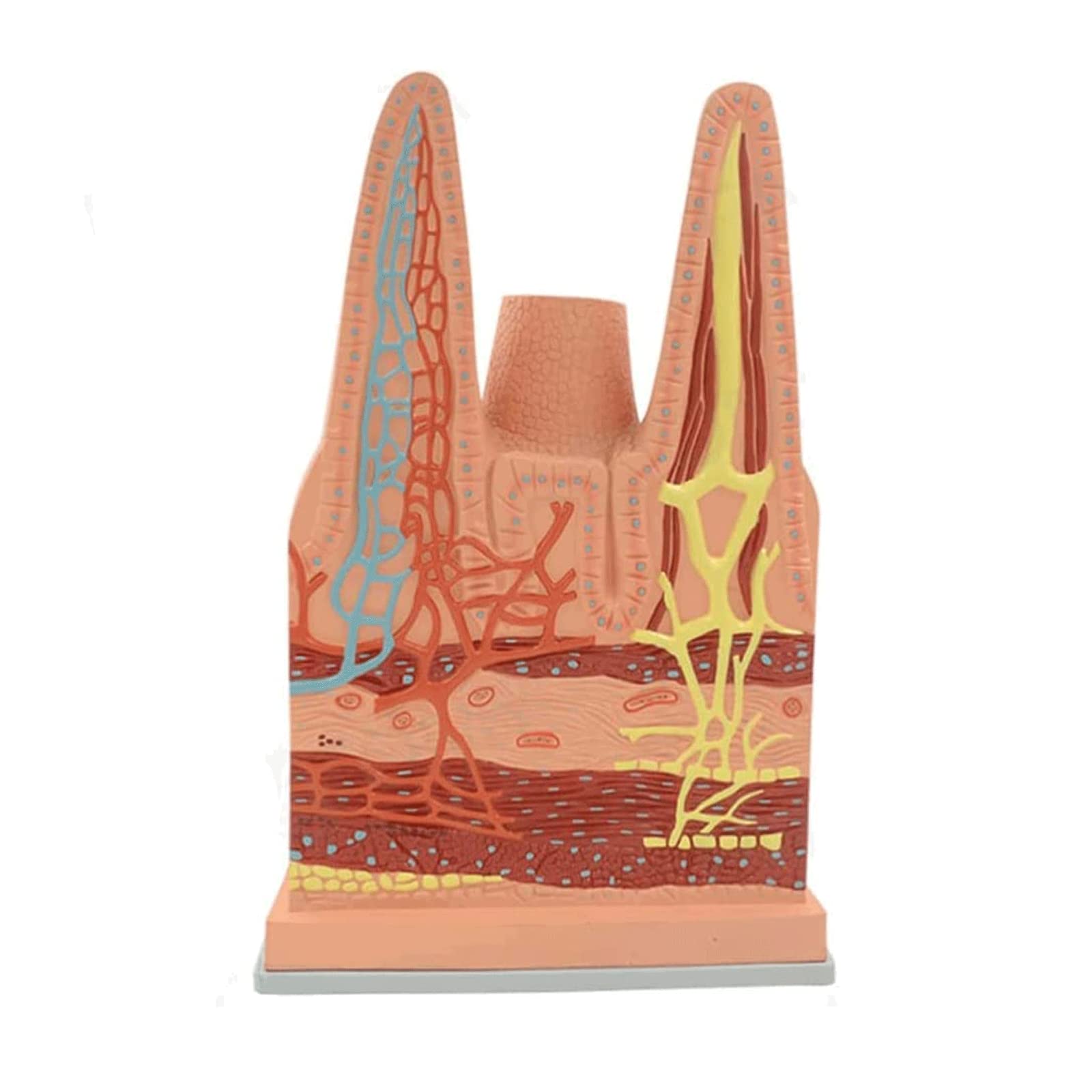 GTHTUHFD Skeleton Model Anatomy Model Human Small Intestine Villi Human Organ Model Human Model Teaching Model 27 * 11 * 43 Cm Human Anatomy Model