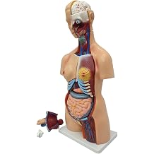 Detachable Human Torso Model 31.89 in Dual-Sex Torso Anatomy Model for Medical Student, Lab & Classroom Use