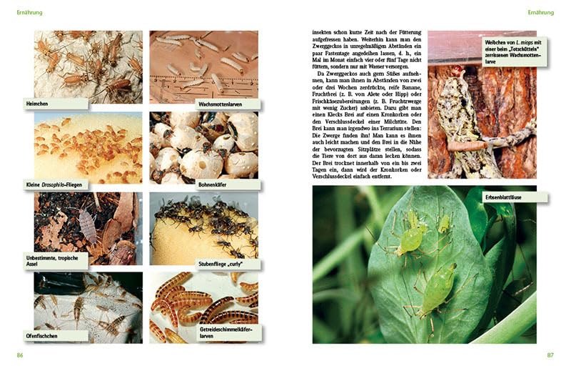 Tagaktive Zwerggeckos der Gattung Lygodactylus: Lebensweise, Haltung, Nachzucht (Terrarien-Bibliothek)